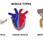 Muscle types