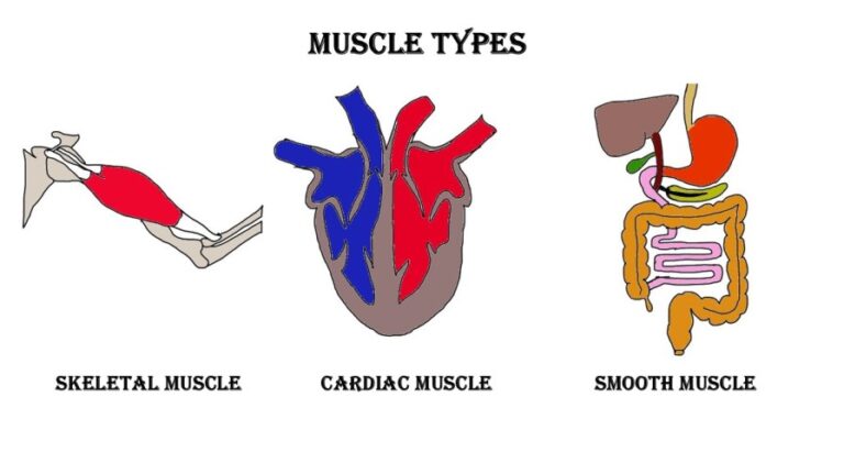 Muscle types
